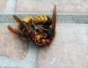 Vespa crabro